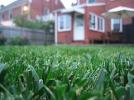 A random flickr lawn shot, not covered by copyright.