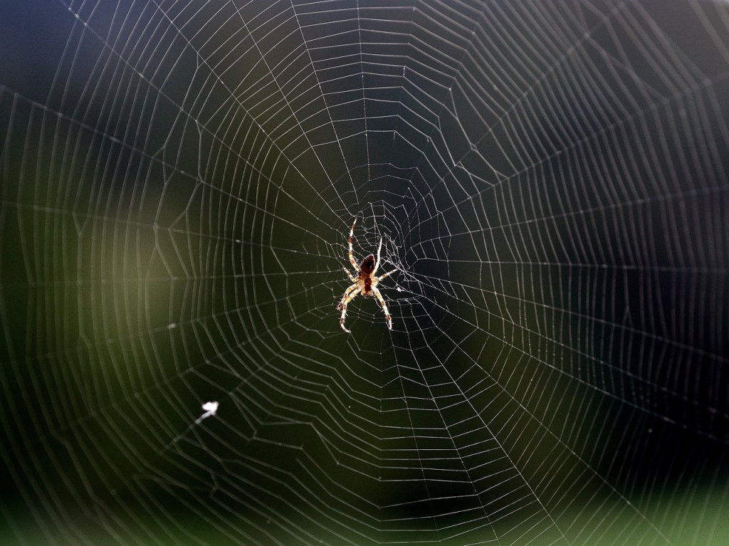 The Parable of the Spider