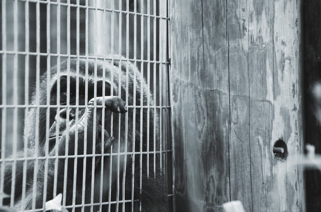 Zoo Christianity